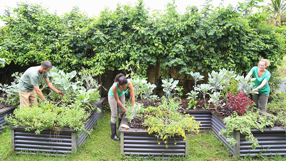 Community members gardening together in a shared space. 