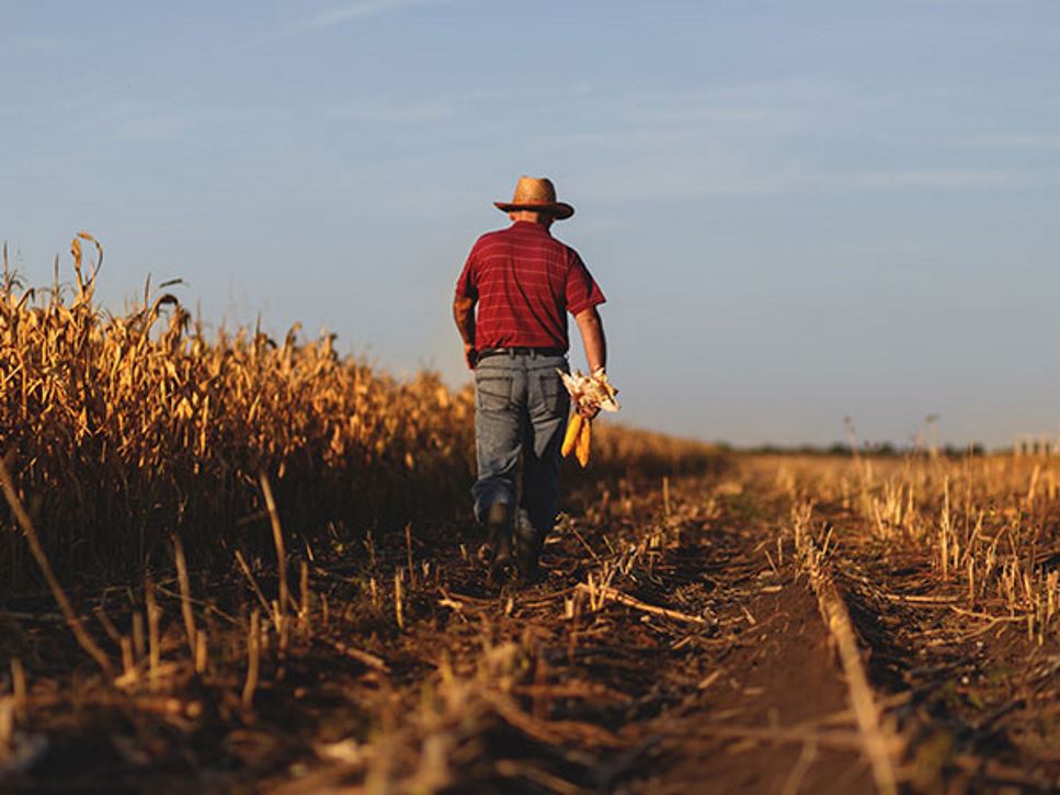 What is a sustainable food system
